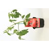 Tomate greffée maestria P13