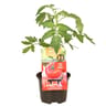 Tomate fantasio P13