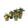 Geranium odorant mix p15