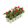 Salvia barquette de 10