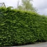 Haie Cupressocyparis x leylandi  conteneur 5 litres  hauteur 100/120  cm