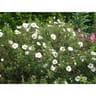 Cistus C4L