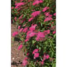 Spiraea C4.L RC