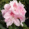 Rhododendron C.15L