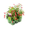 Fuchsia pack 6 plants pet thermo