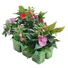 Mélanges espèces ombres  pack 6 pet thermo