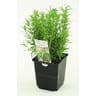 Romarin pot 1 litre