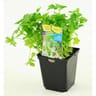 Persil geant pot 1 litre