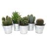 Cactus mix pot 17cm