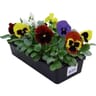 Pensée barquette de 10 plantes godets de 7cm