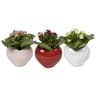 Mini kalanchoé en céramique