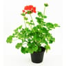 Géranium zonale pot 13cm