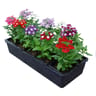 Verveine barquette de 10 plants godet 7cm