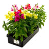 Muflier barquette de 10 plants godet 7cm
