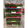 JARDINIERE DECO COULEUR