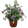 Fuchsia pot de 10.5 cm