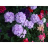 Verveine retombante pot 0.5 l