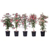 FUCHSIA 3L TIGE