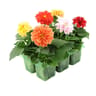 Dahlia bouture pack de 6 thermo pet