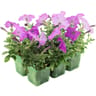 Petunia retombant pack de 6 thermo pet