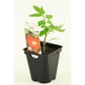 Tomate pyros pot 0.5l