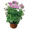 Géranium lierre double pot 13cm