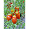 Tomate andine cornue des Andes barquette 6 plants