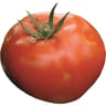 Tomate cobra barquette 6 plants