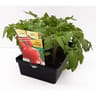 Tomate fandango barquette 6 plants