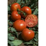 Tomate fantasio barquette 6 plants
