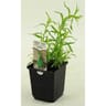 Estragon pot 1L