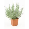 Lavande officinale pot 1 Litre
