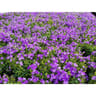 Campanule jardinière de 25cm