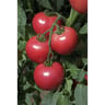 Tomate rose de berne barquette 6 plants