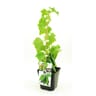 Concombre tanja bio pot 3L