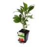 Poivron california wonder red bio pot 3L