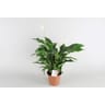 Spathiphyllum pot 17 cm
