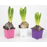 Jacinthe godet pot 7 cm