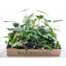 Mini plante pot 9 cm