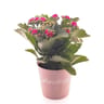 Calandiva pot 10,5 cm potcover