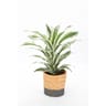 Dracaena mixte pot 17 cm panier