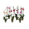 Phalaenopsis 2 tiges pot 12 cm