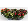 Calandiva coupe pot 23 cm
