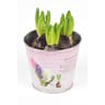 Jacinthe 3pp pot 12 cm zinc