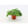 Pilea peperomioides pot 12 cm