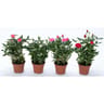 Rosier pot 10,5 cm