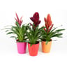 Vriesea pot 12 cm ceramique