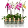 Phalaenopsis 1 tige pot 12 cm