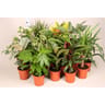 Plante verte mixte