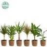 Plante verte en panier